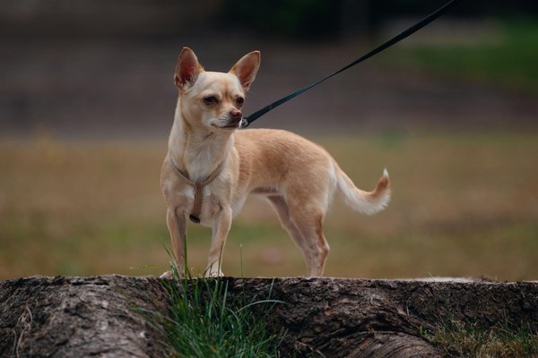 Tout sur le chien chihuahua : conseils et soins
