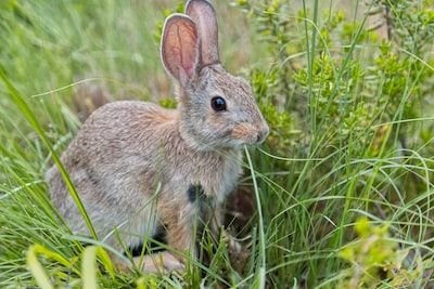 Quels sont les critères de choix d'un enclos pour lapin ?