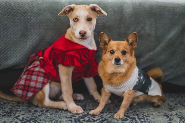 Le guide ultime des pulls moches de noël pour chiens : Style canin festif garanti !