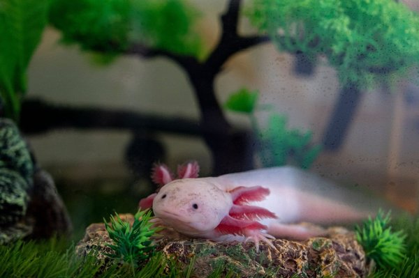 Quels sont les facteurs qui influencent le prix des axolotls ?