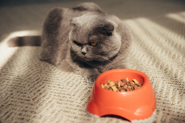 Comment bien choisir les croquettes pour chat ?