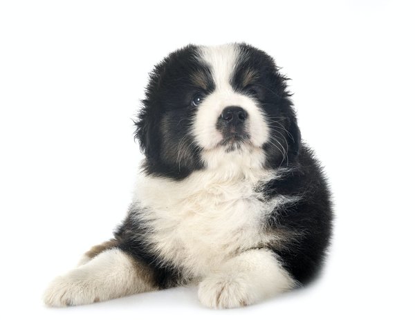 Pourquoi opter pour le Berger américain miniature ?