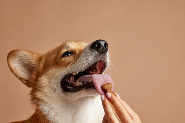 Pourquoi donner des croquettes sans céréales pour son chien ?