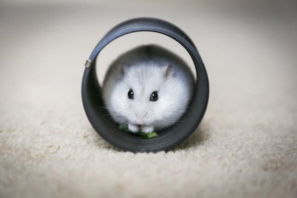 Les hamsters : tout ce que vous devez savoir