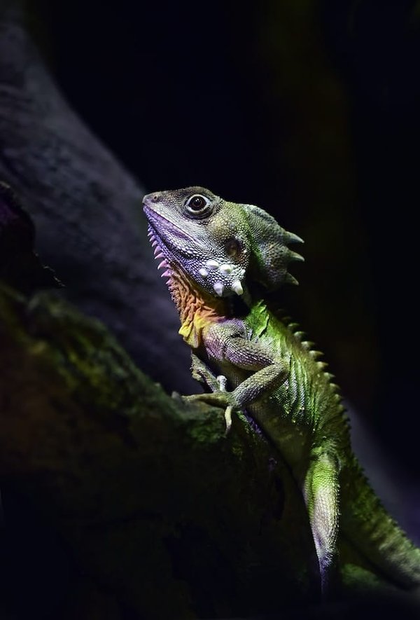 10 faits amusants sur les reptiles : Les animaux les plus fascinants de la planète