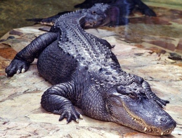 Comment différencier un crocodile d'un alligator ?