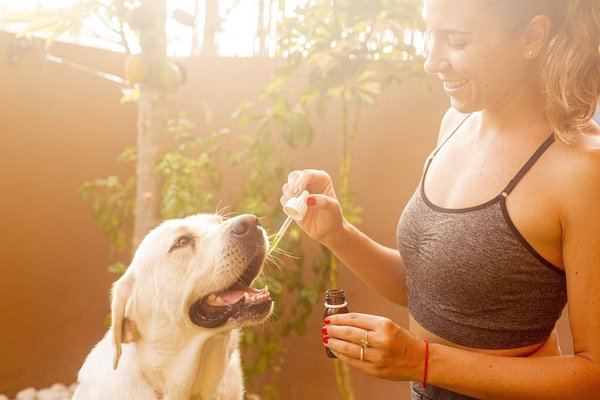 Soulager les maux de vos animaux en utilisant l'huile de CBD